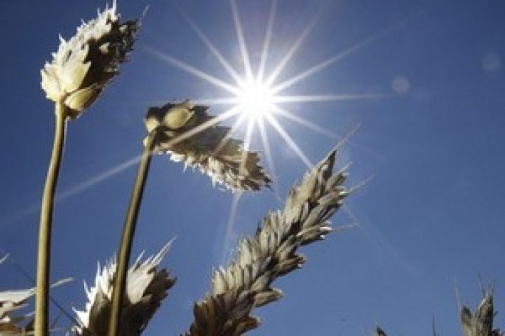 Украина разработала проект концепции создания «зернового пула»
