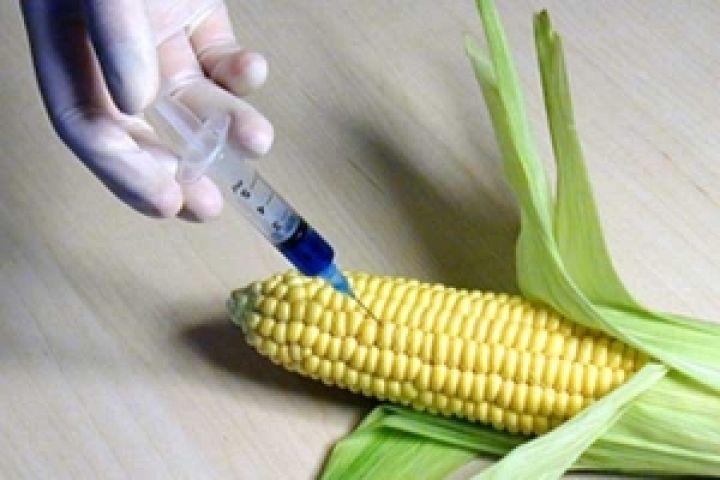 Украинские ученые встали на защиту ГМО