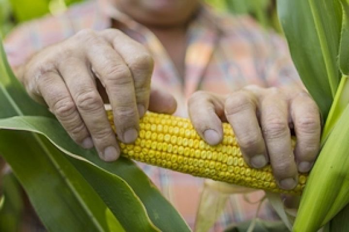 Украинские аграрии наращивают экспорт за счет кукурузы — мнение