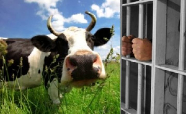 Главу японской фермы приговорили к трём годам тюрьмы за ложные сведения о количестве коров
