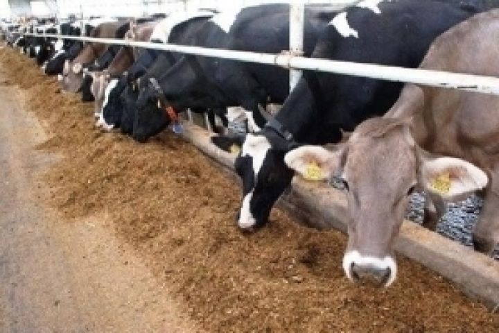 В Украине стали выращивать больше скота и птицы