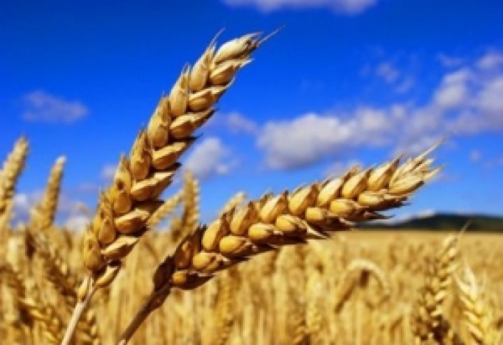 Техасские ученые помогут украинским аграриям вывести новые сорта пшеницы