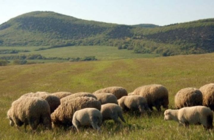 В Крыму планируют создание современного пастушьего комплекса для овец