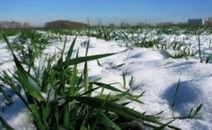 Аномальная погода не повлияла на посевы озимых в Черниговской области
