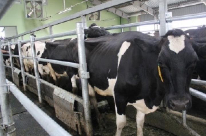 УкрАгроКом увеличит производство молока почти в полтора раза
