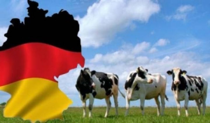 Украина договорилась об импорте из Германии племенного скота