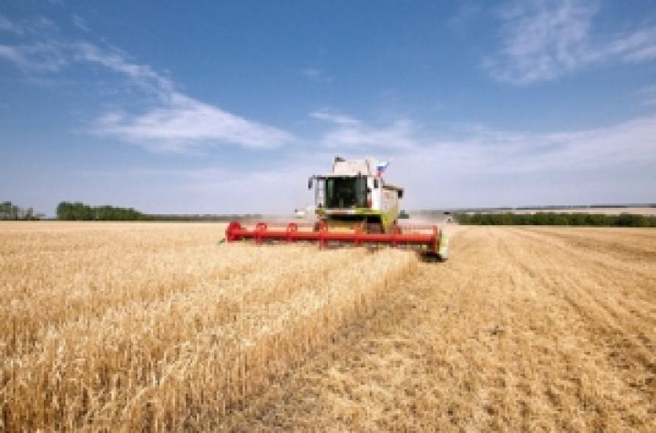 Производство сельхозпродукции в Украине выросло на 13,7%