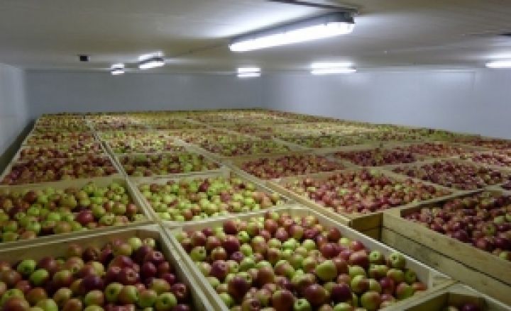 В Украине планируется строительство современных фруктохранилищ