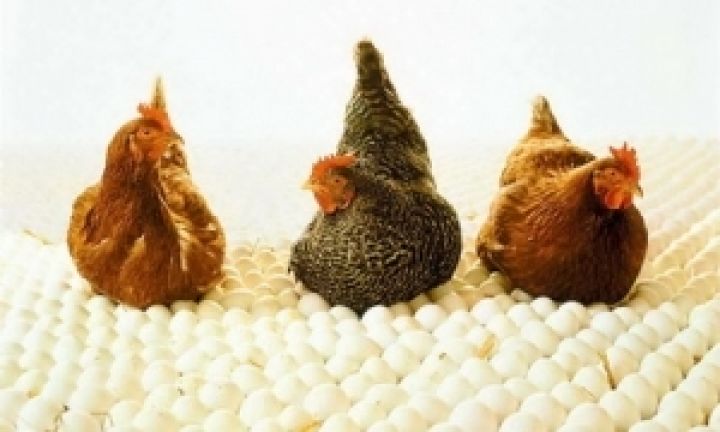 Украинские птицефабрики столкнулись с проблемой перепроизводства яиц — эксперт