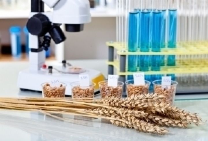 Контролировать качество украинского зерна будет международная лаборатория ISTA