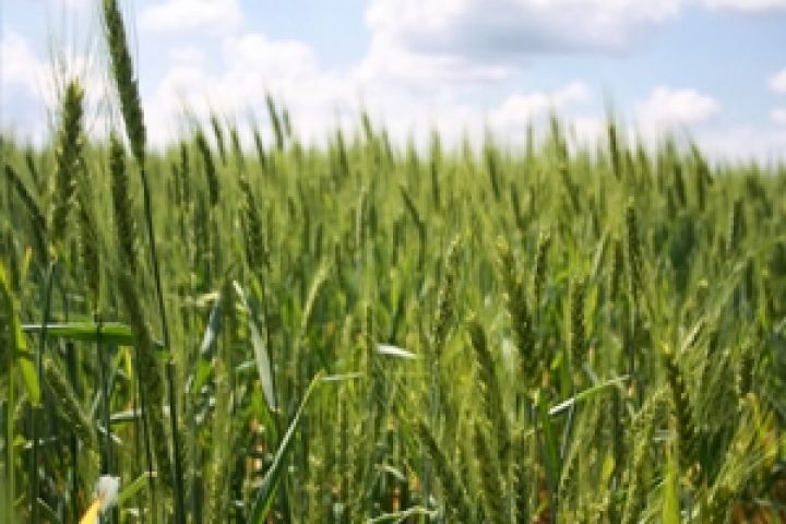 За неделю из Украины экспортировано 0,7 млн т зерновых
