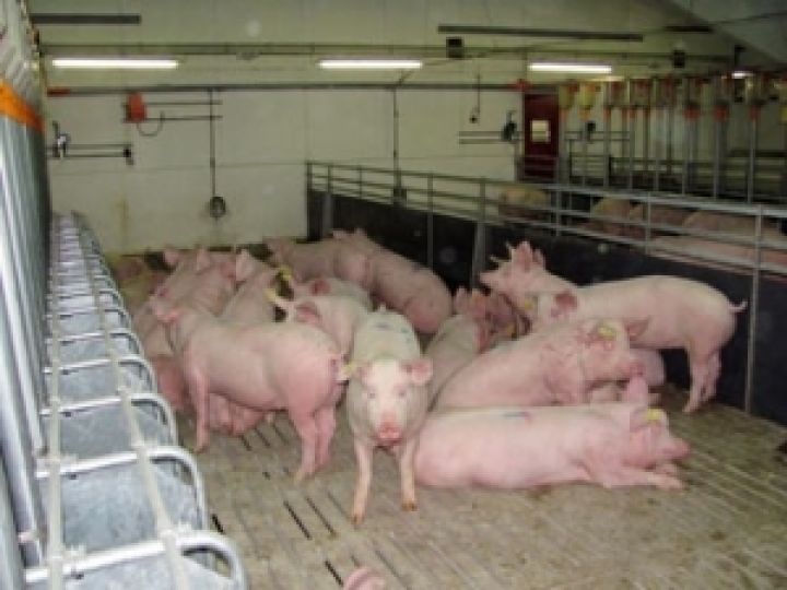 В Хмельницкой области планируют построить семь мощных свинокомплексов