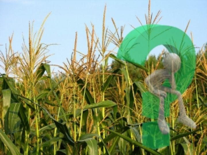 Кукурузы в этом году украинские аграрии могут посеять меньше — эксперт