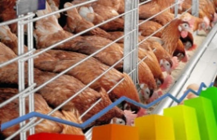 Акции Полтавской птицефабрики исключили из биржевого списка