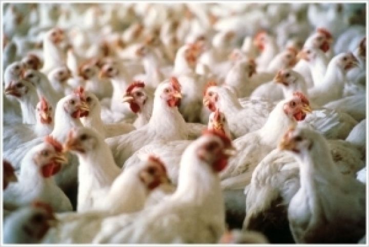 Украина будет наращивать экспорт мяса птицы — УКАБ