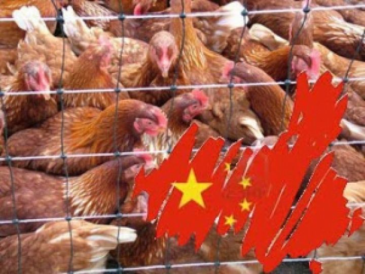 Украина установила запрет на ввоз птицы из Китая