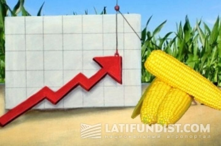 Кукуруза «спасла» украинскую экономику от падения в прошлом году – эксперт 