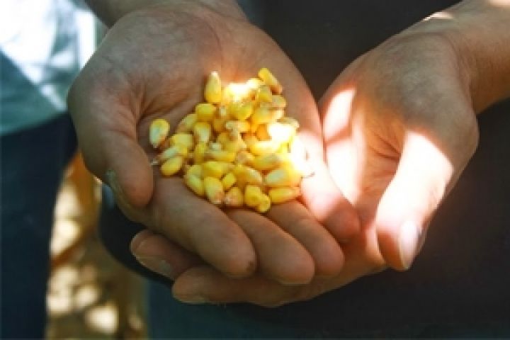 Прогноз мирового производства кукурузы повышен за счет Украины