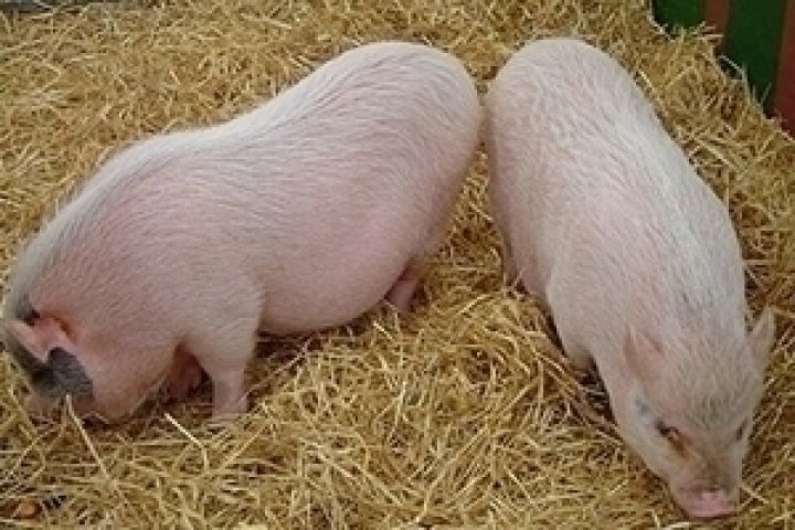 В Харьковской области на четверть выросло поголовье свиней