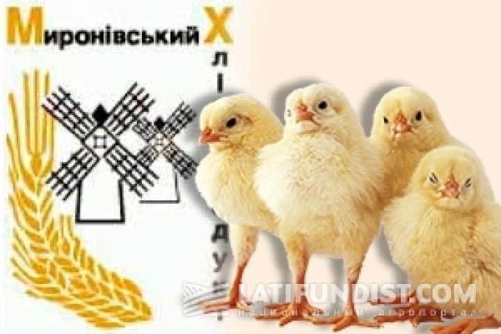 За счет Винницкой птицефабрики МХП значительно нарастил производство курятины