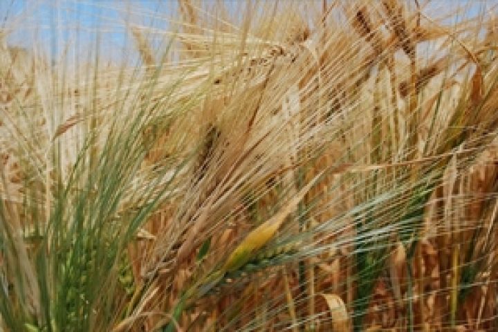 Создание зернового пула для Украины является бесперспективным — мнение