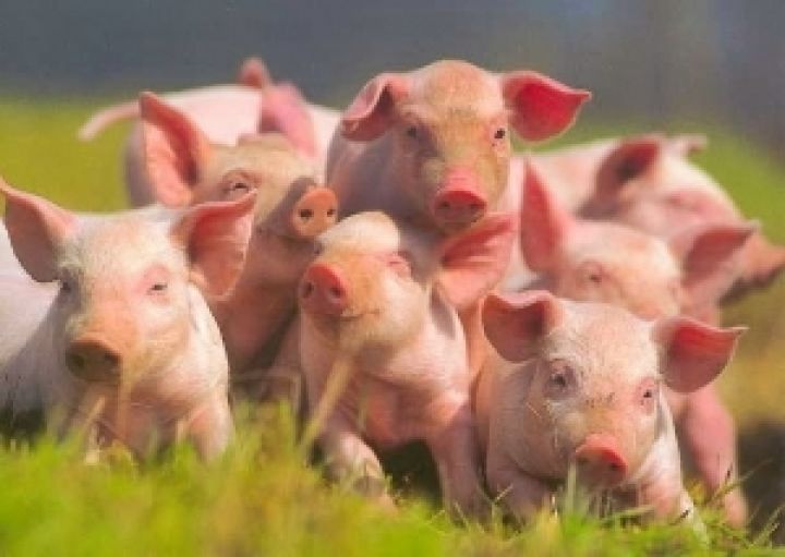 Ветспециалисты РФ приедут в Украину для решения вопроса поставок свинины