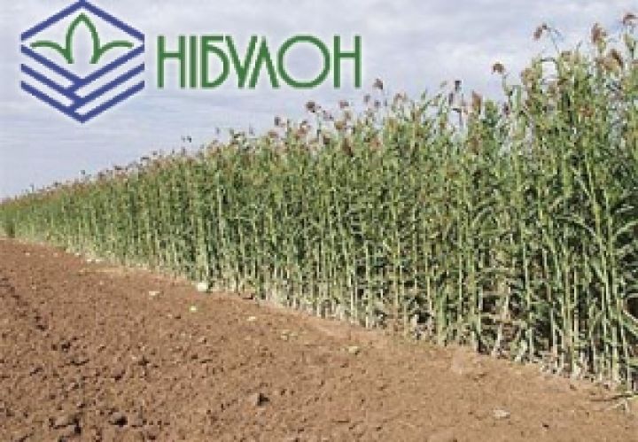 Беловодский филиал НИБУЛОНА стал лидером по выращиванию сорго