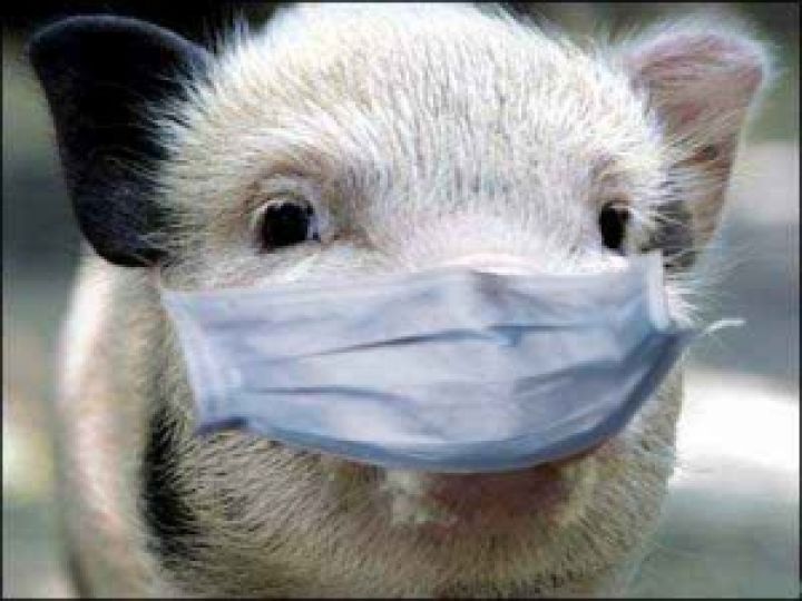В Донецкой области усилили меры по предотвращению занесения чумы свиней
