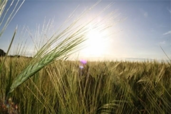 Аграрии привлекли 3,2 млрд грн кредитов на проведение посевной