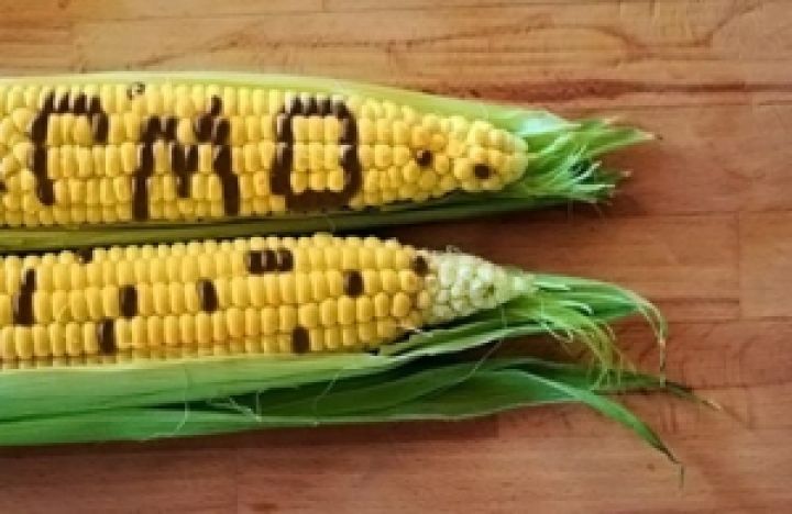 Госсельхозинспекция хочет узаконить оборот ГМО в Украине