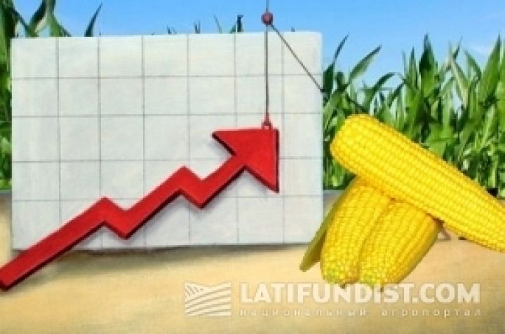 Кукуруза на мировых биржах подорожала до максимума за 4 месяца