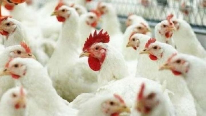 Китай будет импортировать из Украины 600 тыс. т курятины