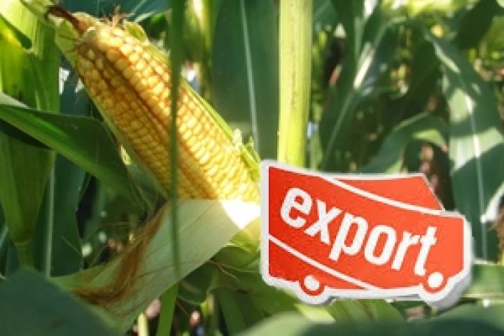 Экспорт кукурузы из Украины сократился на 36%