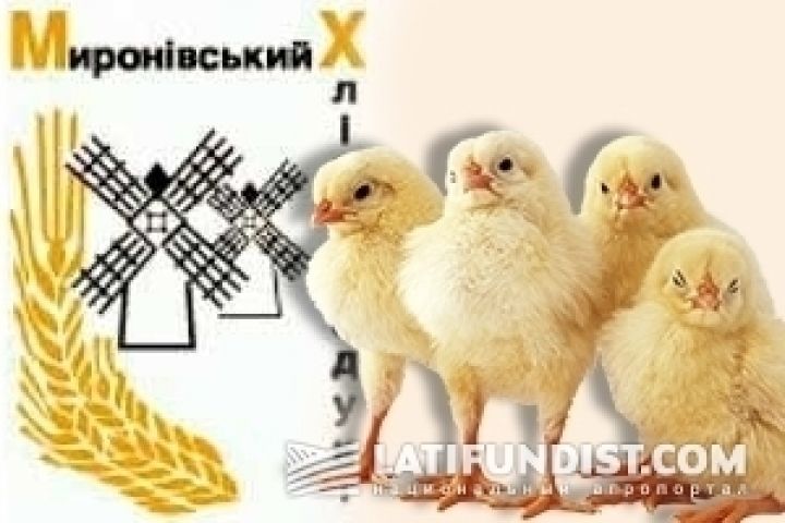 МХП намерен в 10 раз увеличить поставки курятины в ЕС 