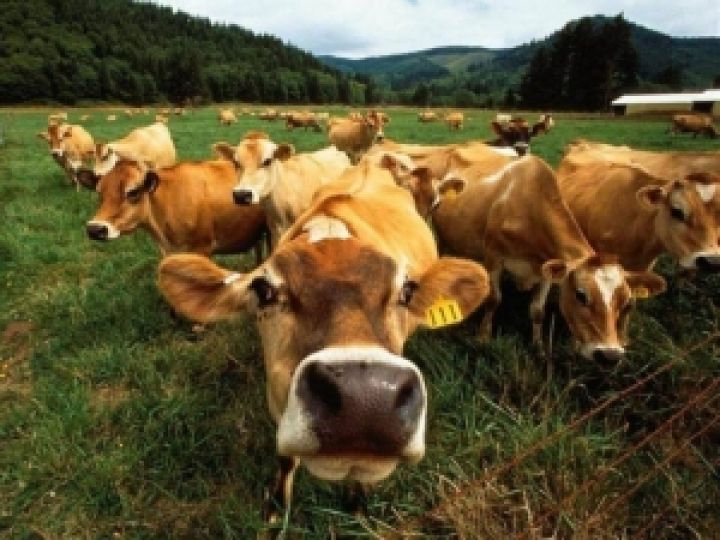 Реализация скота и птицы в Винницкой области выросла в 3 раза