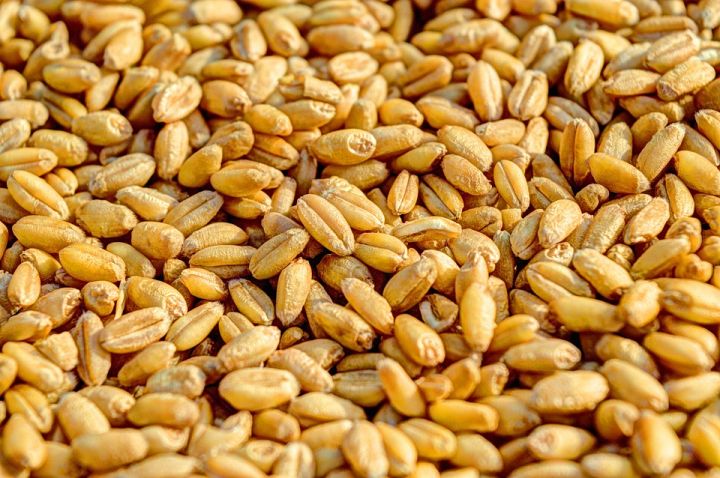 Цены на пшеницу снижаются под давлением нового урожая