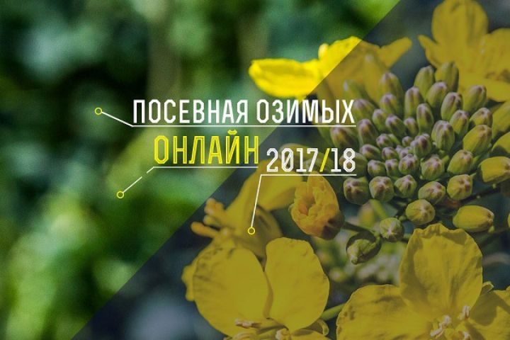 Украинские аграрии провели посев озимого рапса на площади 429 тыс. га