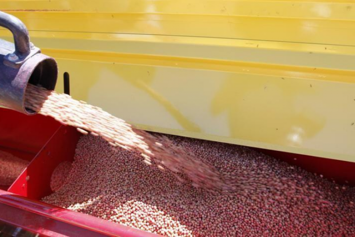 Soybeans are loaded into a sowing machine in the town of Estacion Islas in Buenos 