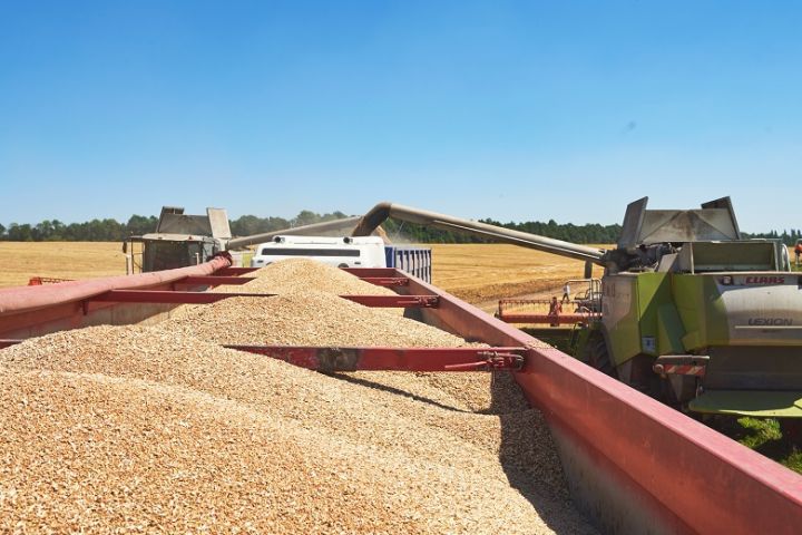 Continental Farmers Group harvesting early grains