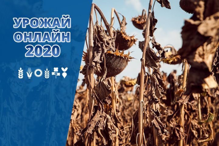 Уборка урожая в Украине 2020