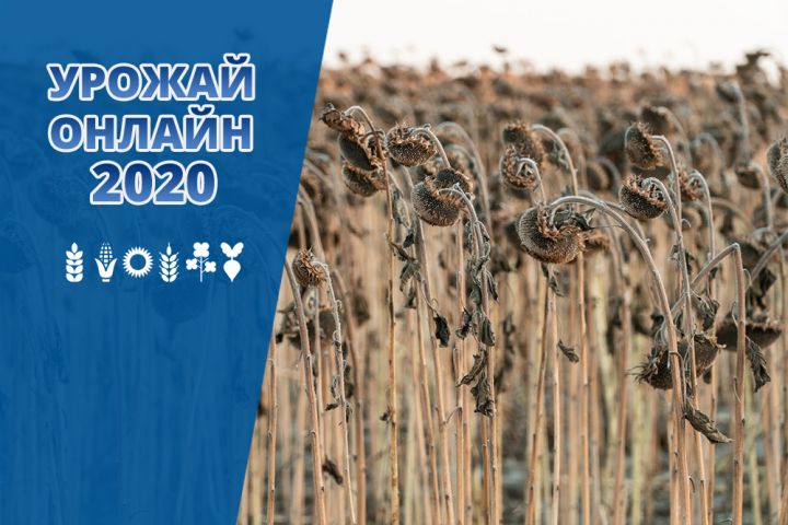 Уборочная кампания в Украине 2020