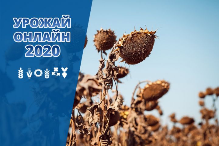 Уборочная кампания 2020 в Украине