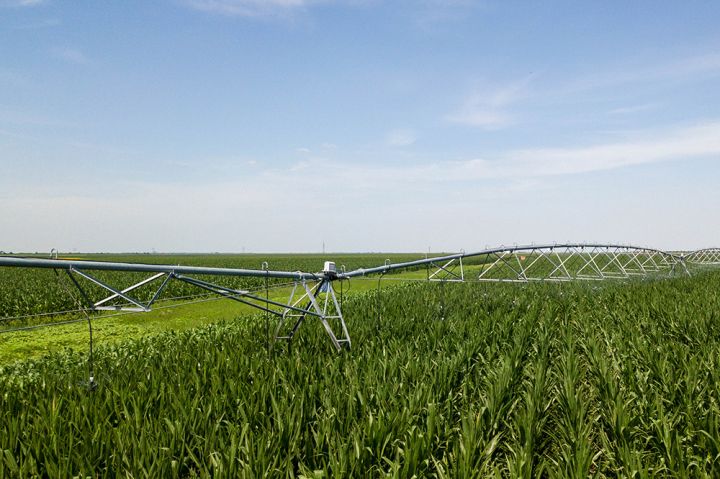 Irrigated corn field of SAEC