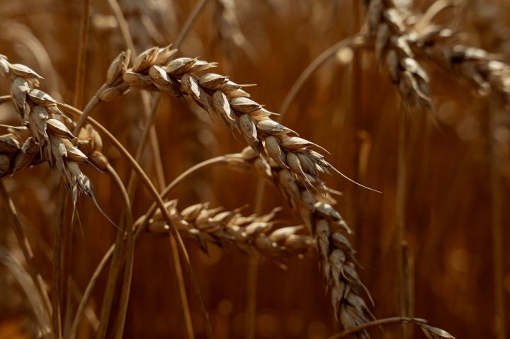 Mature wheat in a field in Ukraine