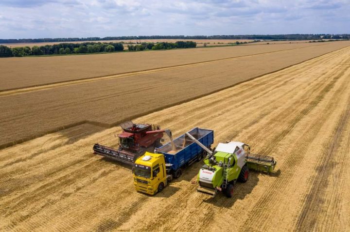 Збирання ранніх зернових на полях агропромхолдингу «Астарта-Київ»