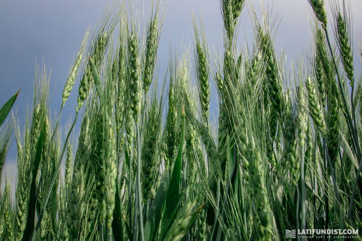 Пшениця в полі 