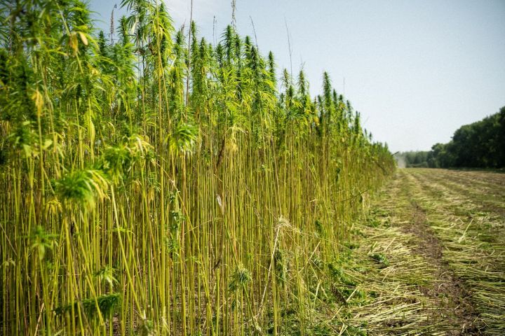 Збір врожаю технічних конопель на полі Ma’Rijany Hemp Company у серпні 2024 року Збір врожаю технічних конопель на полі Ma’Rijany Hemp Company у серпні 2024 року