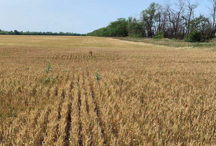 Winter wheat crops affected by drought in Kherson region Winter wheat crops affected by drought in Kherson region