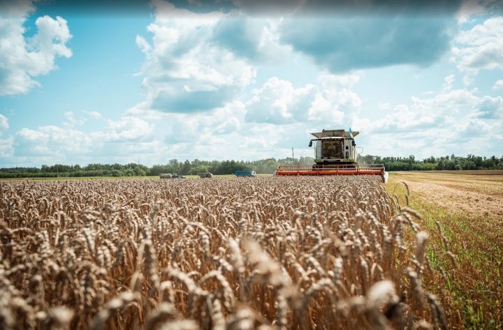 Winter wheat harvest in Ukraine Winter wheat harvest in Ukraine
