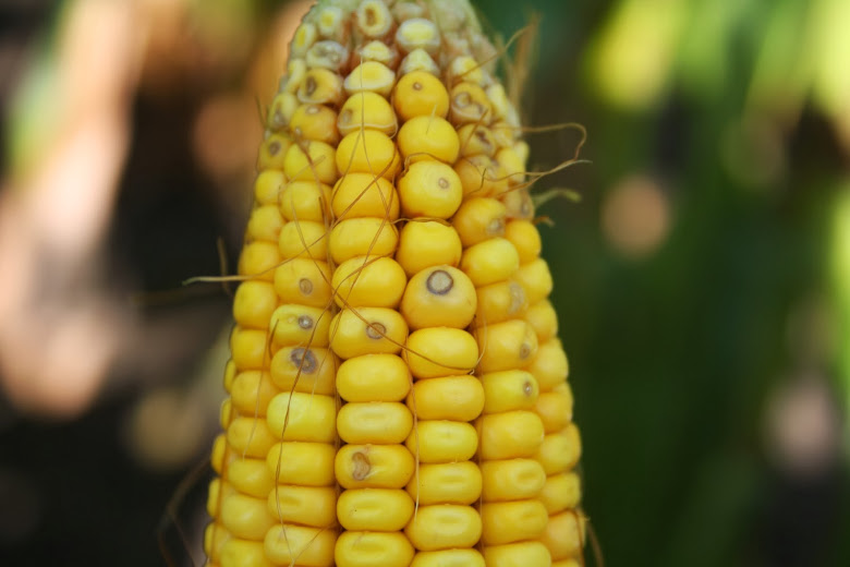 Кукуруза village. Неспелая кукуруза. Цвет неспелой кукурузы. Т10 кукуруза. Кукуруза до ГМО И после.